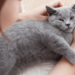 Dampak Positif Memelihara Kucing