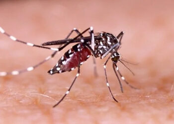 Potensi Ancaman Peningkatan Kasus DBD, Semua Pihak Diminta Berkolaborasi