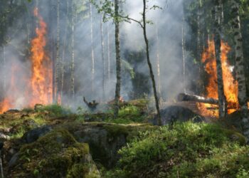 Kebakaran Hutan di Indonesia