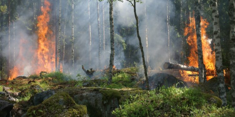 Kebakaran Hutan di Indonesia