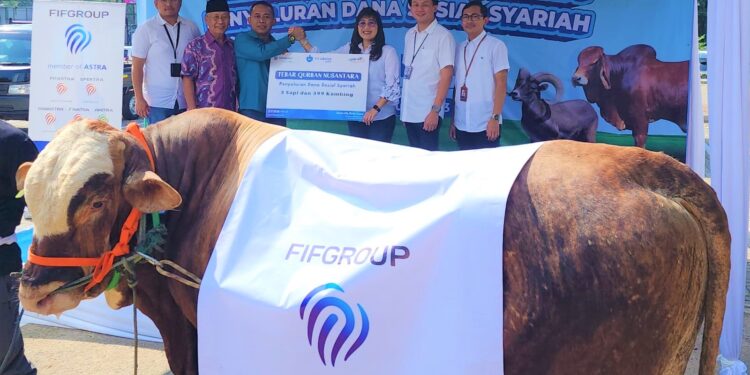 sapi kurban fifgroup