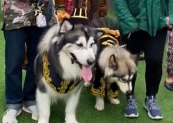 Pernikahan Anjing Pakai Adat Jawa Dianggap Pelecehan, Pemrakarsa Acara Harus Bertanggung jawab