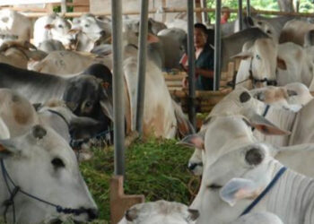 Kasus Antraks, Kemenkes Diminta Tingkatkan Pengawasan dan Pemeriksaan Hewan Ternak
