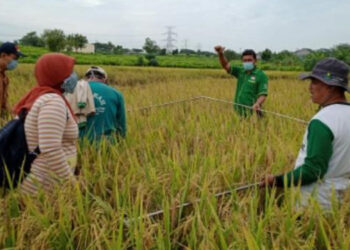 Anggaran Ketahanan Pangan 2024 Dianggap Seperti Fatamorgana