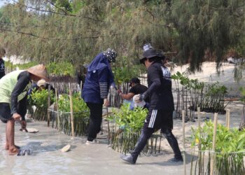 Dukung Upaya Pemerintah Bebas Emisi Karbon, BRI Kembali Tanam Bibit Mangrove di Pulau Tidung