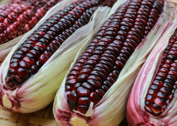 Manfaat Jagung Ketan, Jadi Alternatif Pengganti Nasi Bagi Diabetesi