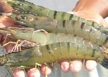Polisi Gagalkan Penyelundupan Benih Lobster Senilai Rp 87,5 Miliar di Curug