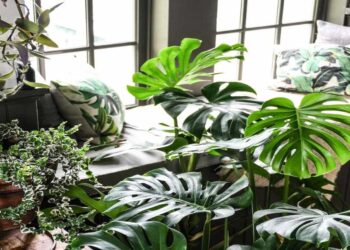 Yuk Dibeli, Delapan Tanaman Hias Ini Bisa Datangkan Rezeki!