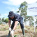 Jaga Kelestarian Danau Toba, BRI Peduli “Grow & Green” Tanam 2.500 Bibit Pohon di Samosir