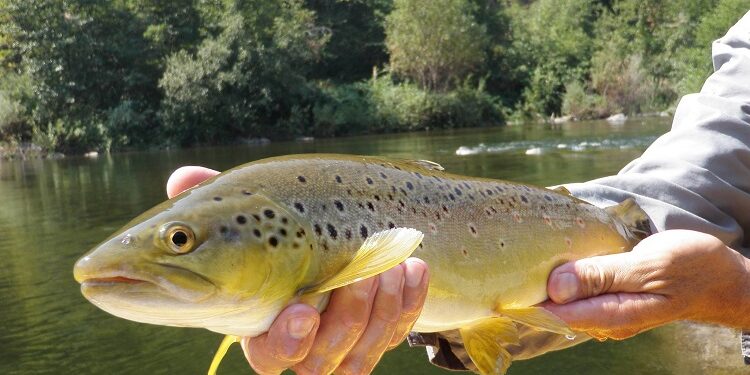 Pemkot Tangerang Siapkan Satu Ton Ikan di Acara Mancing Bareng di Cisadane