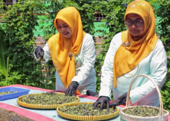 Berkat “BRInita”, Teh Herbal Jadi Produk Unggulan Poktan Bensor Semarang