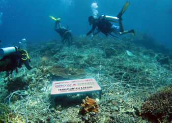 Geliat Kelompok Maratua Lestarikan Terumbu Karang Bersama BRI Peduli