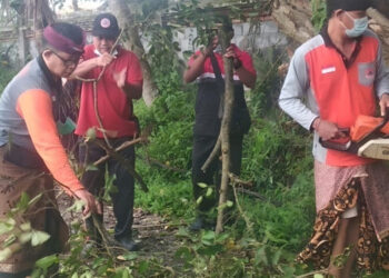 Empat Mobil Tertimpa Pohon Tumbang di Cilenggang Serpong Pasca Hujan Deras Disertai Angin Kencang