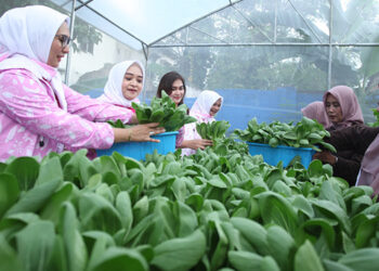 Didukung oleh BRI Peduli, Intip Kegiatan Bertani di Tengah Kota Medan