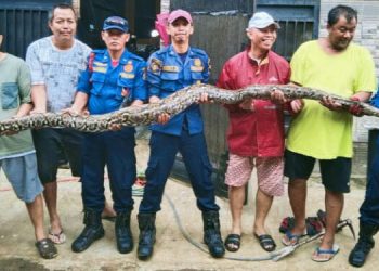 Damkar Tangsel Tangkap Ular Piton Pemangsa Peliharaan di Villa Pamulang