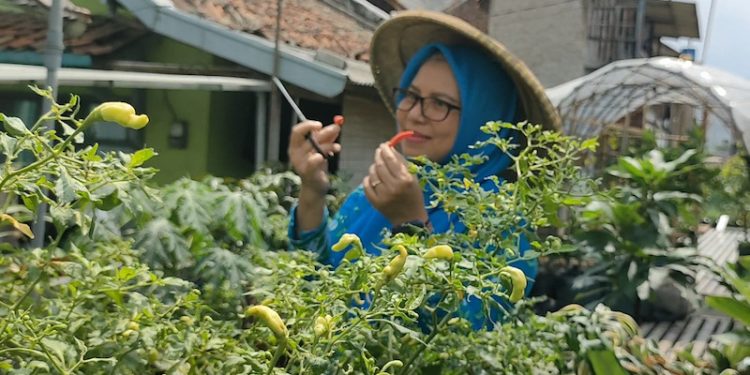 Program BRInita Sukses Jadikan Kelurahan Padjajaran Bandung Jadi Percontohan Urban Farming