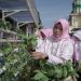 Program BRInita Sulap Lahan Sempit Jadi Urban Farming yang Produktif