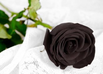 Kelelahan, Empat Petugas KPPS di Sulsel Meninggal Dunia