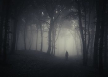 Cerita Horor: Diteror Penunggu Pohon Hutan Kalimantan