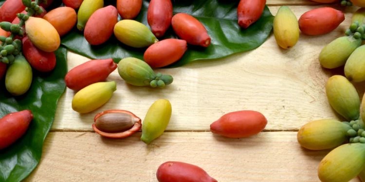 10 Manfaat Kulit Melinjo, Salah Satunya Mengurangi Risiko Stroke