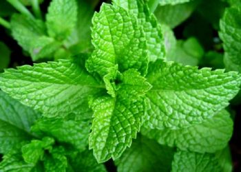 Selain Musuh Terbesar Diabet, Daun Stevia ternyata Bagus sebagai Imunomodulator