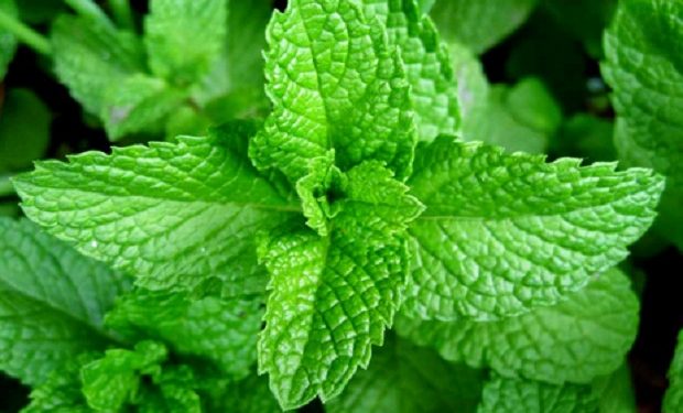 Selain Musuh Terbesar Diabet, Daun Stevia ternyata Bagus sebagai Imunomodulator