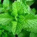 Selain Musuh Terbesar Diabet, Daun Stevia ternyata Bagus sebagai Imunomodulator