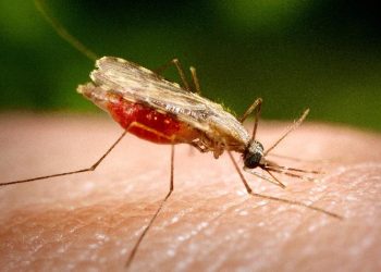 Nyamuk Wolbachia