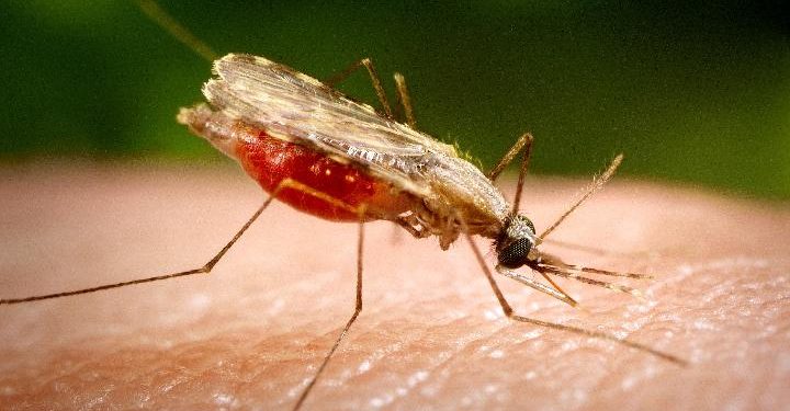 Nyamuk Wolbachia