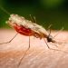 Nyamuk Wolbachia