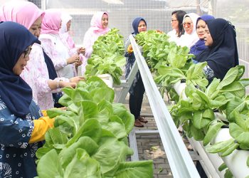 Lewat BRInita, Kampung Hijau Kemuning Tangerang Sulap Lahan Sempit Jadi Makin Produktif