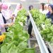Lewat BRInita, Kampung Hijau Kemuning Tangerang Sulap Lahan Sempit Jadi Makin Produktif