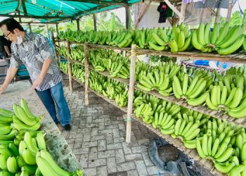 Cerita Klaster Pisang Cavendish di Pasuruan, dari Lahan Non Produktif Kini Jadi Lahan Usaha yang Terus Berkembang