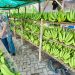 Cerita Klaster Pisang Cavendish di Pasuruan, dari Lahan Non Produktif Kini Jadi Lahan Usaha yang Terus Berkembang