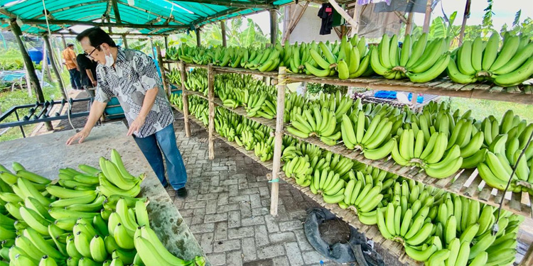 Cerita Klaster Pisang Cavendish di Pasuruan, dari Lahan Non Produktif Kini Jadi Lahan Usaha yang Terus Berkembang