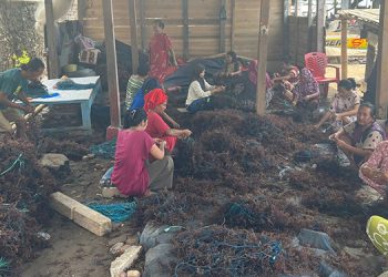 Usaha Rumput Laut Kampung Pogo, UMKM Binaan BRI yang Dorong Perekonomian Nelayan Sulsel