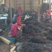 Usaha Rumput Laut Kampung Pogo, UMKM Binaan BRI yang Dorong Perekonomian Nelayan Sulsel