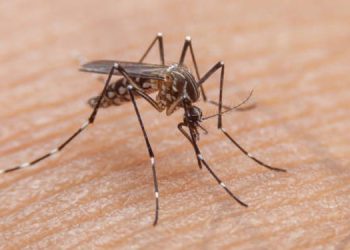 Meningkat! Tapi Angka Kematian Menurun, 201 Warga Tangsel Terkonfirmasi Terjangkit Virus DBD