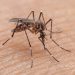 Meningkat! Tapi Angka Kematian Menurun, 201 Warga Tangsel Terkonfirmasi Terjangkit Virus DBD