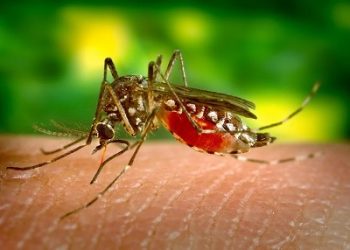 Kasus Demam Berdarah di Serang Meningkat