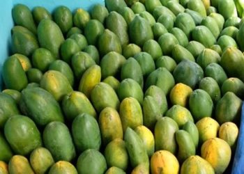 Kisah Petani Pepaya Raup Omzet Rp36 Juta Per Bulan Berkat Pinjaman Ultra Mikro BRI