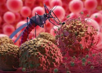 Dua Warga Badui Dalam Terserang Demam Berdarah