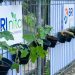 Lewat BRI Peduli – BRInita, Kelompok Dasawisma Pisang di Palembang Sulap TPS Liar Jadi Urban Farming yang Bernilai Ekonomis