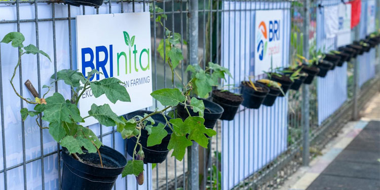 Lewat BRI Peduli – BRInita, Kelompok Dasawisma Pisang di Palembang Sulap TPS Liar Jadi Urban Farming yang Bernilai Ekonomis