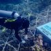 BRI Menanam Grow & Green Bantu Jaga Ekosistem Laut dan Kembangkan Potensi Wisata Daerah