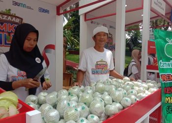 KUR BRI Dorong Kemajuan Klaster Jambu Kristal di Purworejo