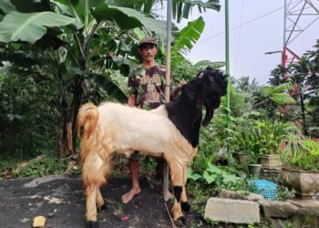 Peternak Kambing Ini Banjir Pembeli dari Berbagai Daerah, Sukses Kembangkan Usaha berkat Pemberdayaan BRI