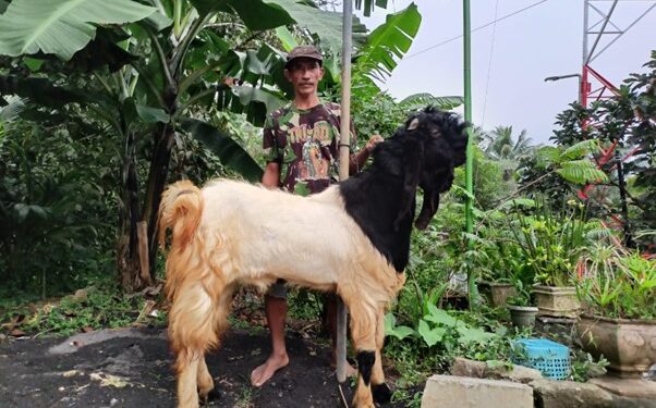 Peternak Kambing Ini Banjir Pembeli dari Berbagai Daerah, Sukses Kembangkan Usaha berkat Pemberdayaan BRI