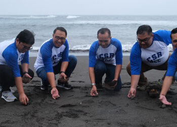 ACC Dukung Konservasi Penyu di Bali