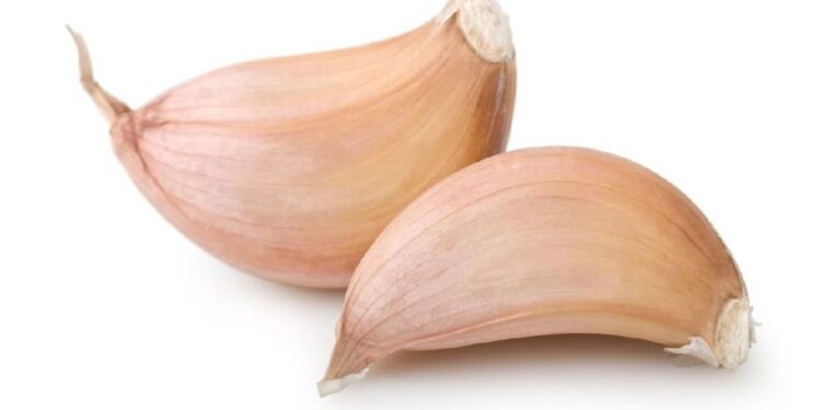 Yuk Kenalan dengan Bawang Putih Tunggal dan Manfaatnya yang Luar Biasa